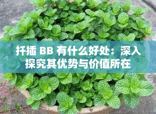 扦插 BB 有什么好处：深入探究其优势与价值所在