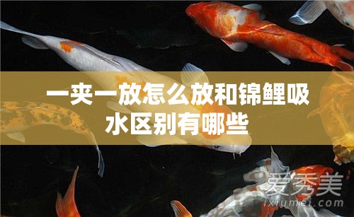 一夹一放怎么放和锦鲤吸水区别有哪些