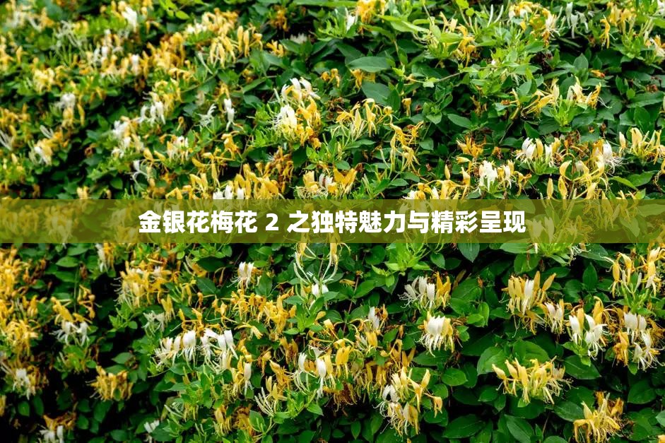 金银花梅花 2 之独特魅力与精彩呈现