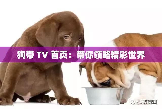 狗带 TV 首页：带你领略精彩世界