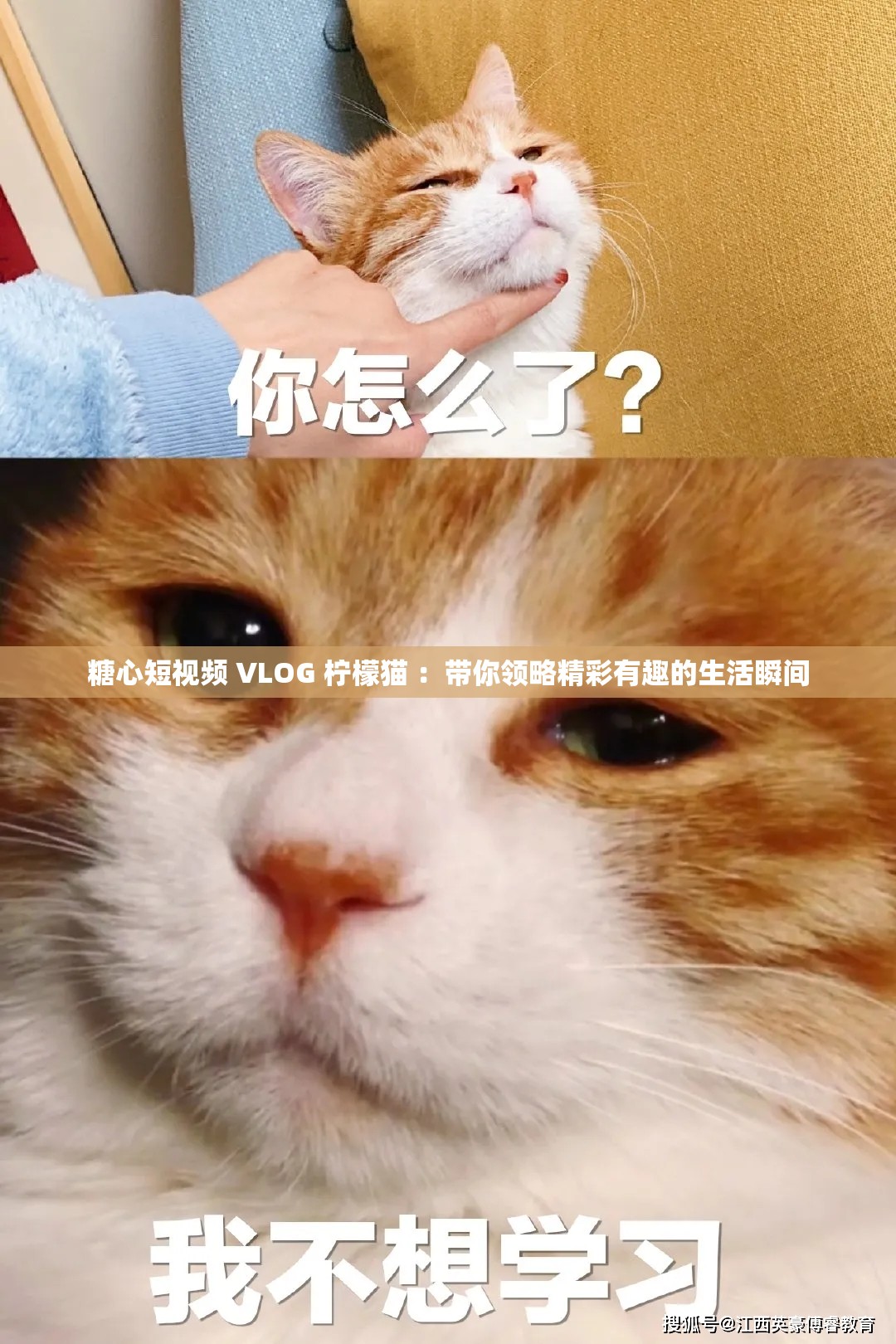 糖心短视频 VLOG 柠檬猫 ：带你领略精彩有趣的生活瞬间