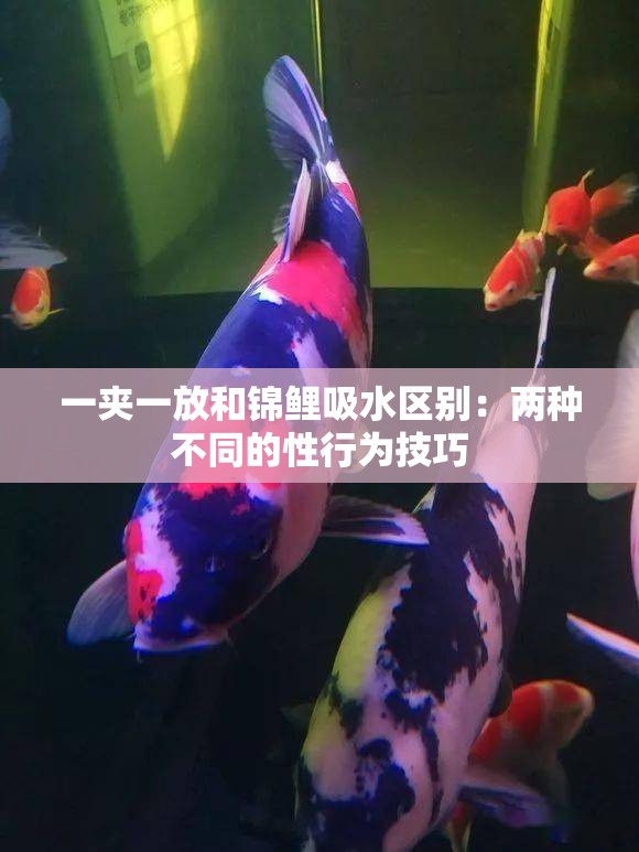 一夹一放和锦鲤吸水区别：两种不同的性行为技巧