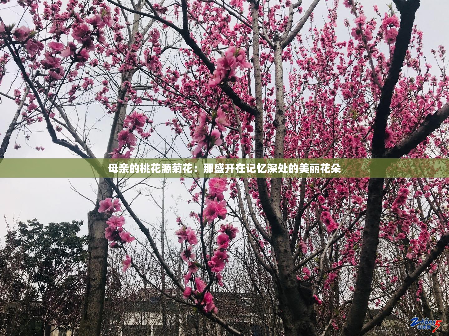 母亲的桃花源菊花：那盛开在记忆深处的美丽花朵