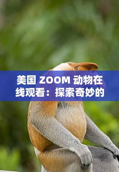 美国 ZOOM 动物在线观看：探索奇妙的动物世界