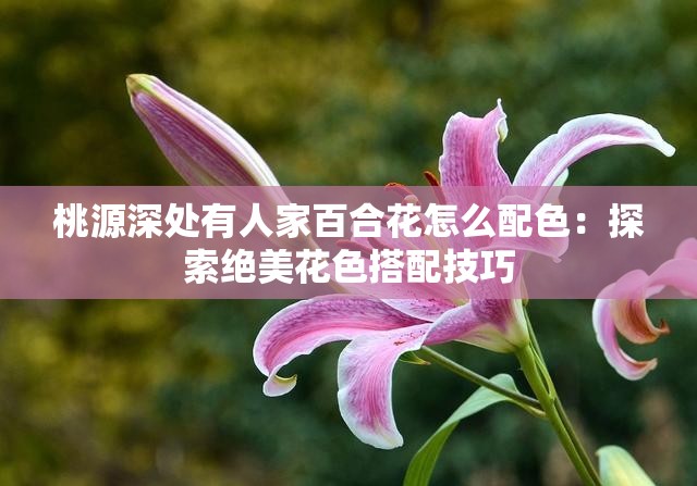 桃源深处有人家百合花怎么配色：探索绝美花色搭配技巧