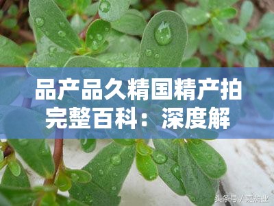 品产品久精国精产拍完整百科：深度解读与全面剖析