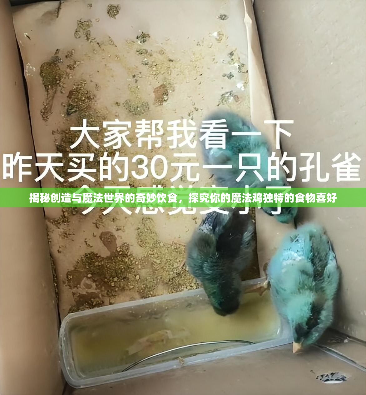 揭秘创造与魔法世界的奇妙饮食，探究你的魔法鸡独特的食物喜好