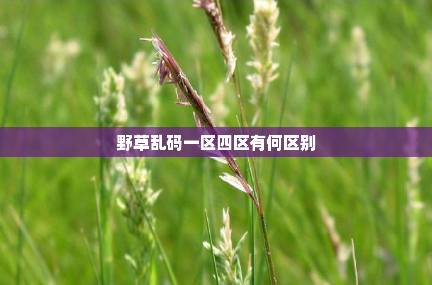 野草乱码一区四区有何区别