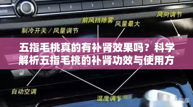 五指毛桃真的有补肾效果吗？科学解析五指毛桃的补肾功效与使用方法