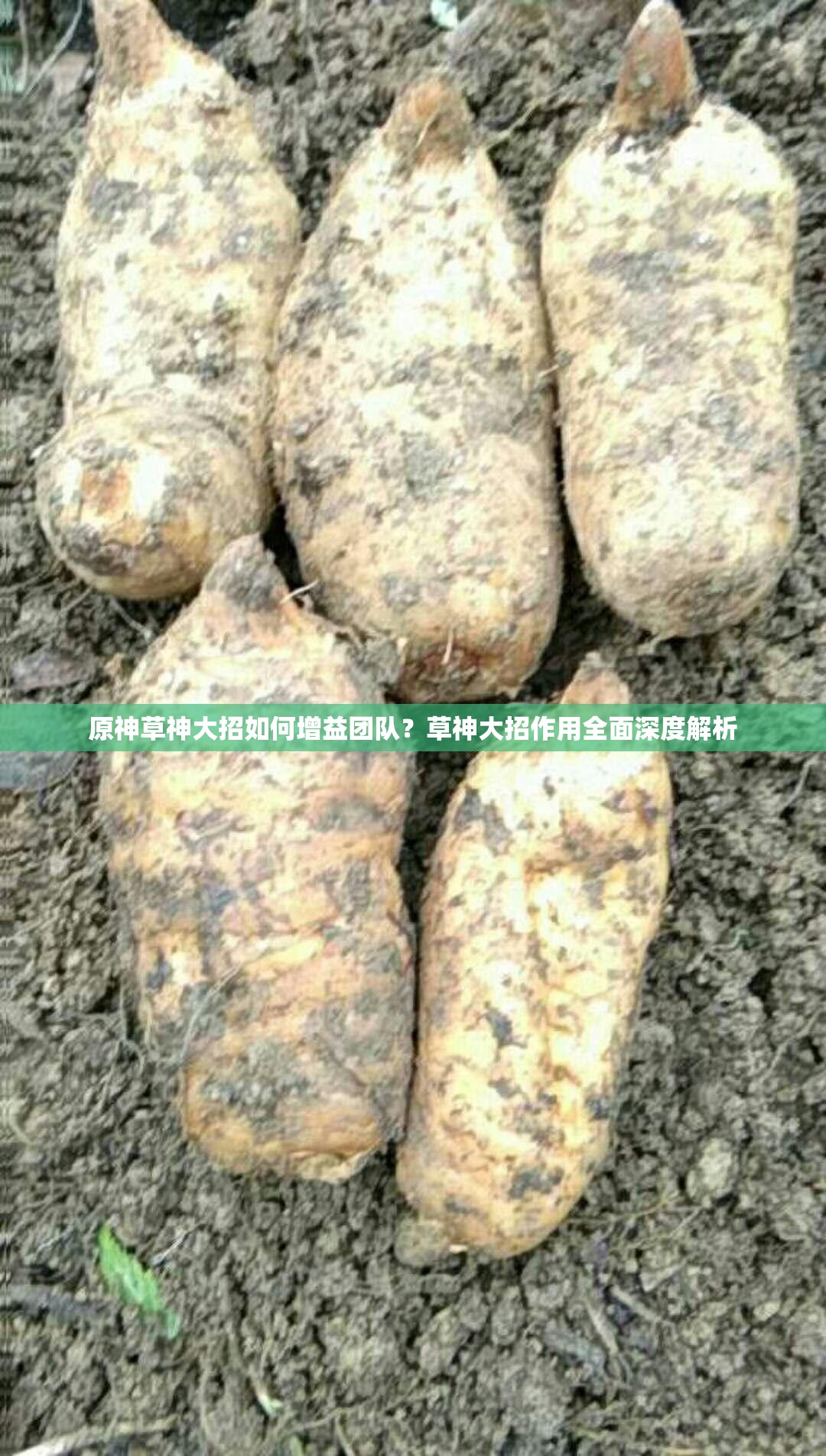 原神草神大招如何增益团队？草神大招作用全面深度解析