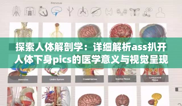 探索人体解剖学：详细解析ass扒开人体下身pics的医学意义与视觉呈现