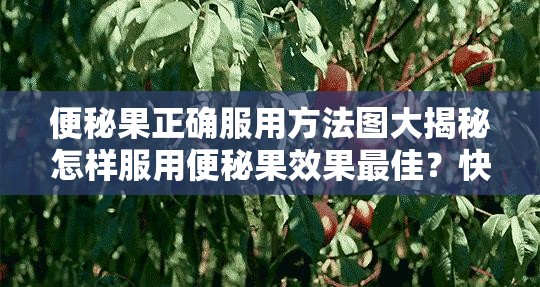 便秘果正确服用方法图大揭秘怎样服用便秘果效果最佳？快来了解